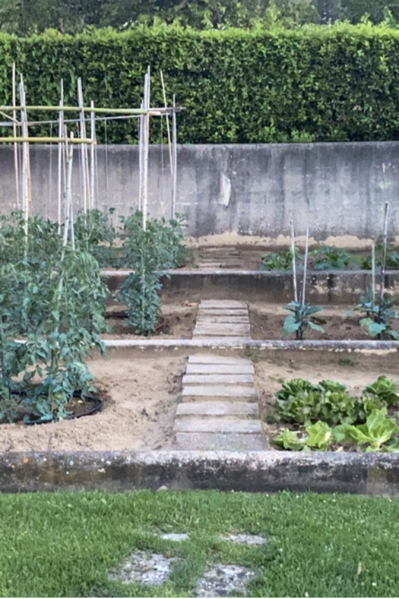 vegetable garden