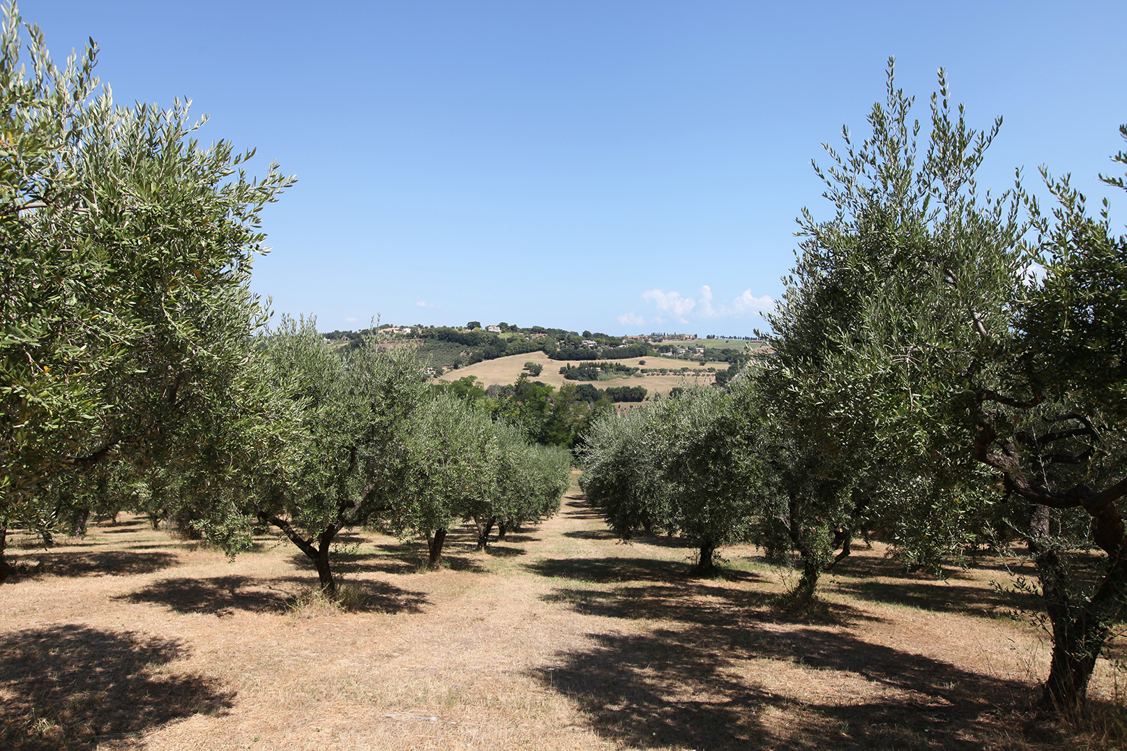 LOliveto-82.jpg